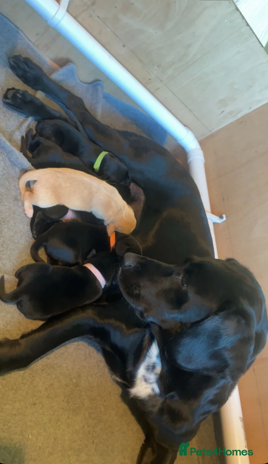 Springador dogs for sale: Springador puppies - Advert 1