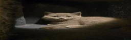 British Shorthair cats for sale: Beautiful British Shorthair Kittens - Advert 4