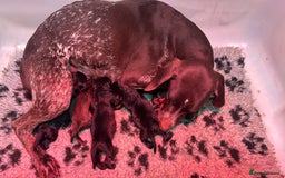 Mixed Breed dogs for sale: Pointer x poodle (pooters) - Image 5