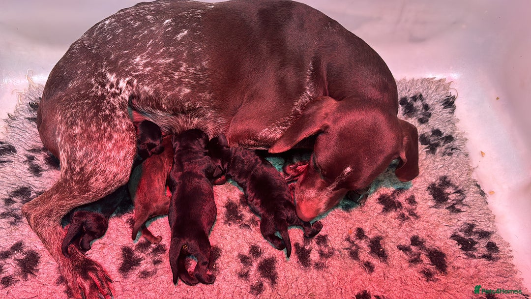 Mixed Breed dogs for sale: Pointer x poodle (pooters) - Image 5