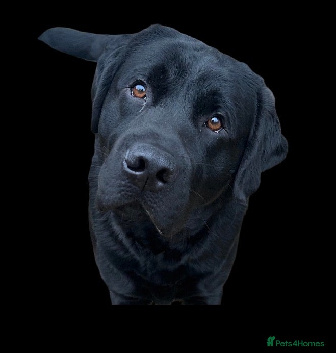 Labrador Retriever dogs Beautiful Loving Boy Looking for his Forever Home - Advert 8