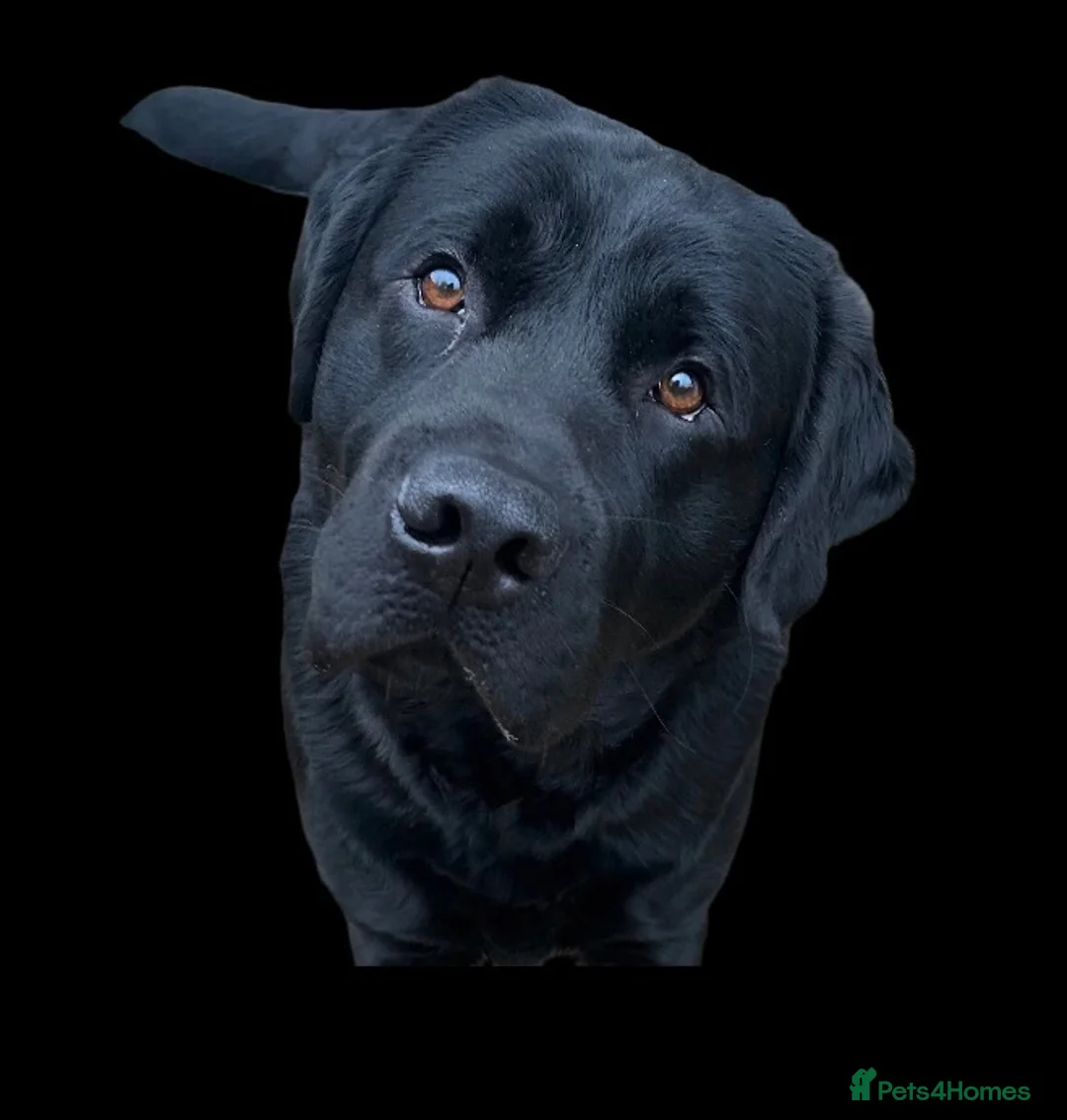 Labrador Retriever dogs for sale: Beautiful Loving Boy Looking for his Forever Home - Advert 2