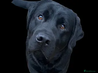 Labrador Retriever dogs Beautiful Loving Boy Looking for his Forever Home - Advert 8