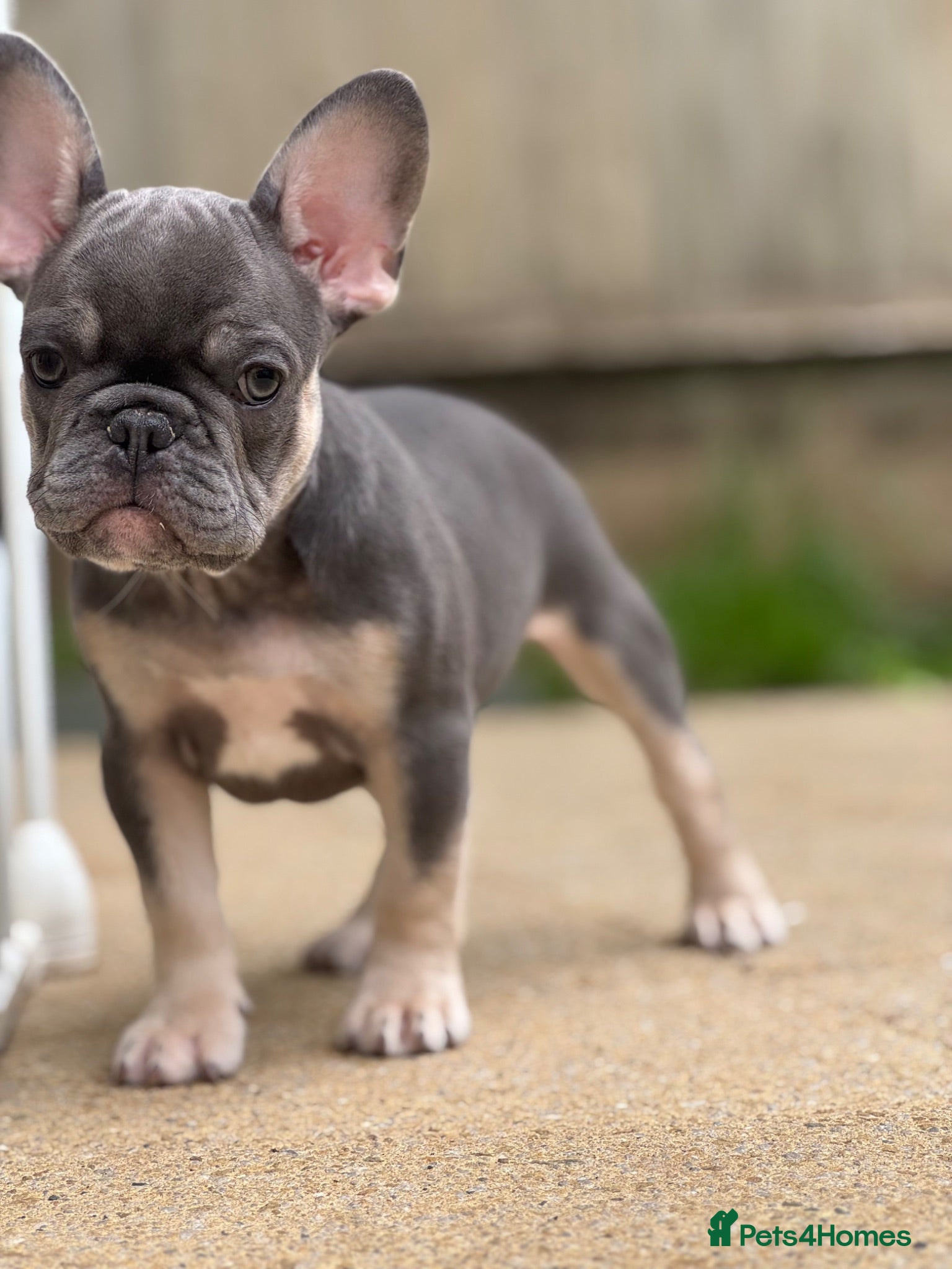 French Bulldog dogs 2 PUPPIES LEFT KC REG HEALTH CLEAR FRENCHIE - Advert 5