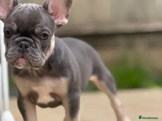 French Bulldog dogs 2 PUPPIES LEFT KC REG HEALTH CLEAR FRENCHIE - Advert 5