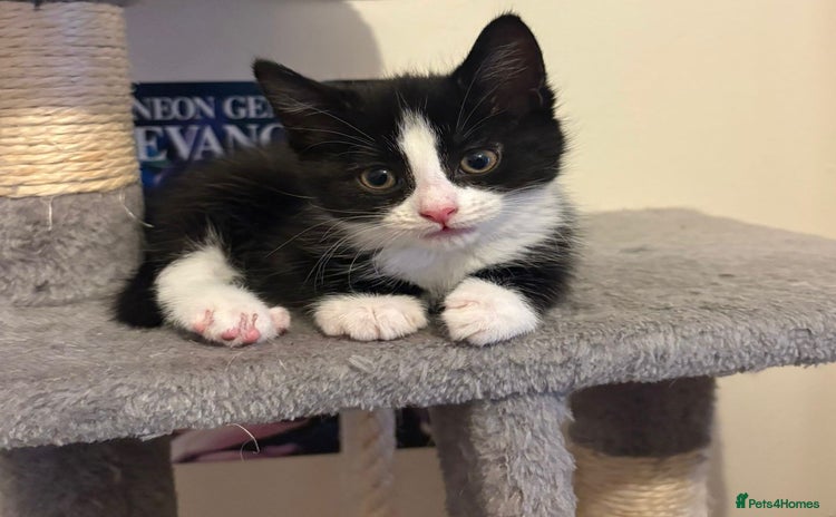 Mixed Breed cats - Advert 3