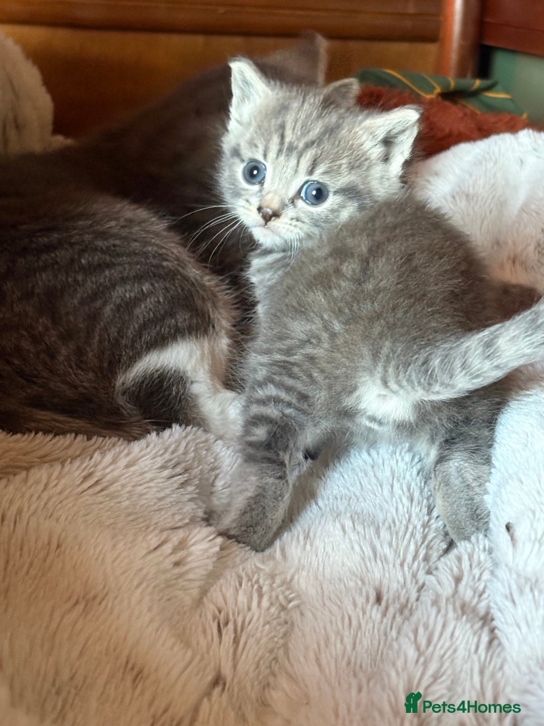 Mixed Breed cats for sale: Gorgeous little boy - Advert 3