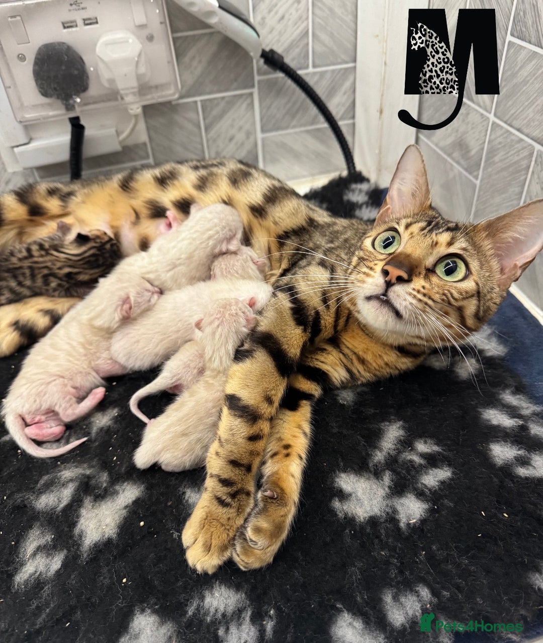 Bengal cats for sale: Snow Lynx Bengal Kittens Available for Reservation - Advert 4