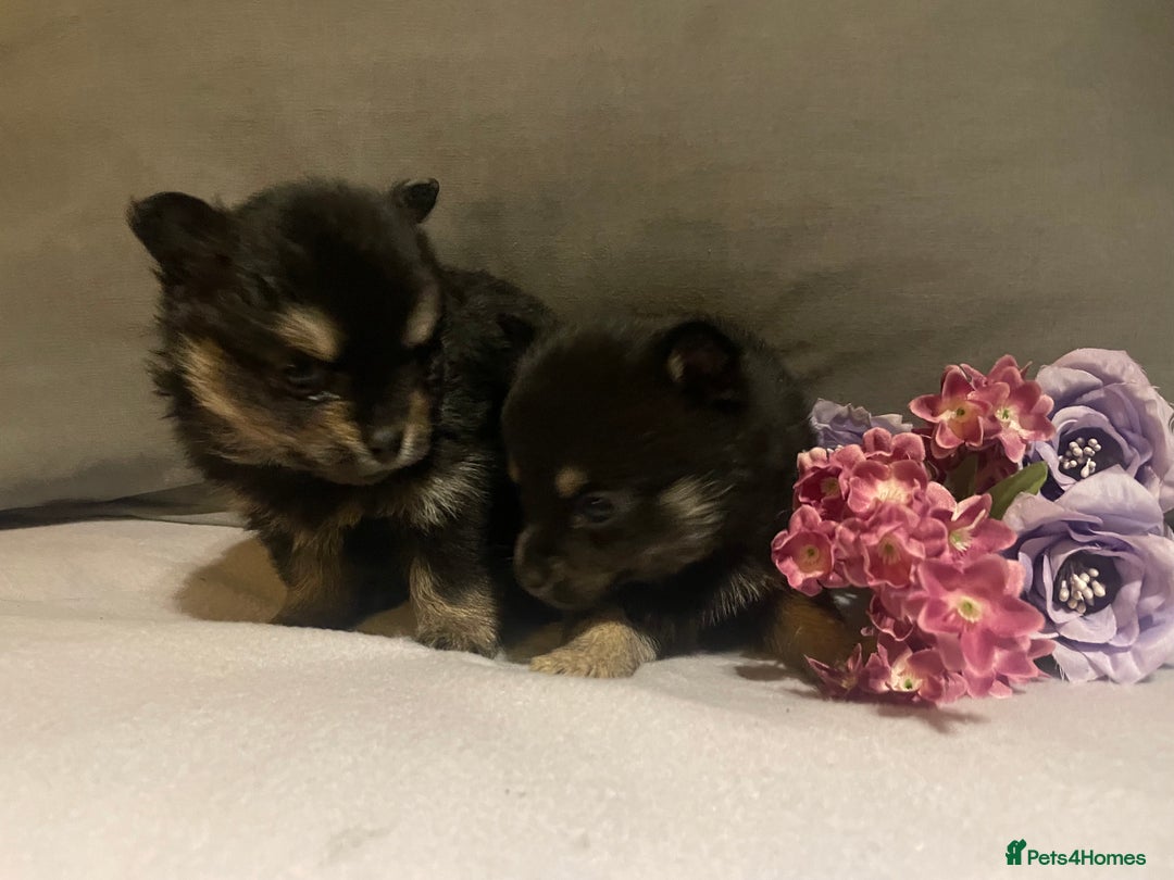 Pomchi dogs for sale: Miniature Pomchi puppies for sale - Advert 3
