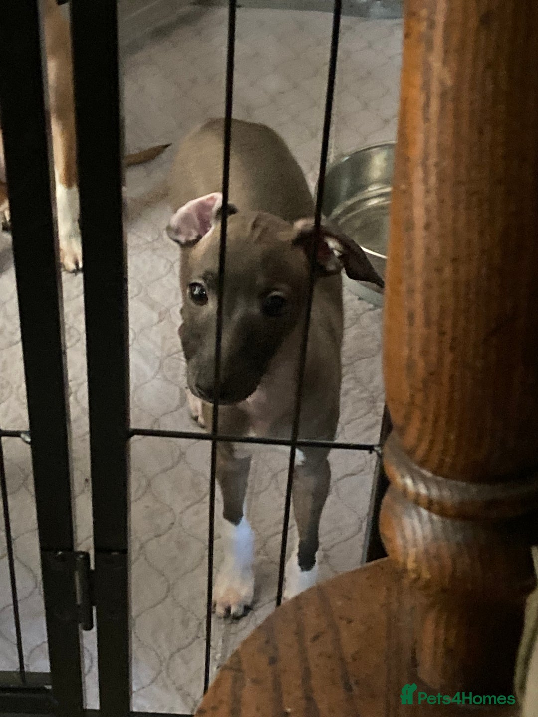 Italian Greyhound dogs for sale: Kc reg Italian Greyhound puppies  - Advert 13