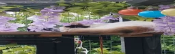 Mixed Breed cats for sale: Female kitten seeking new home  - Advert 18