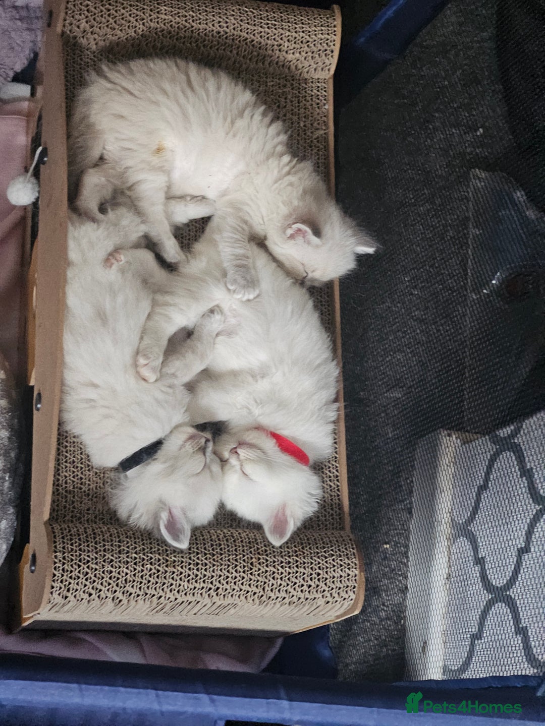 Ragdoll cats for sale: Beautiful Gccf registered ragdolls. - Image 26