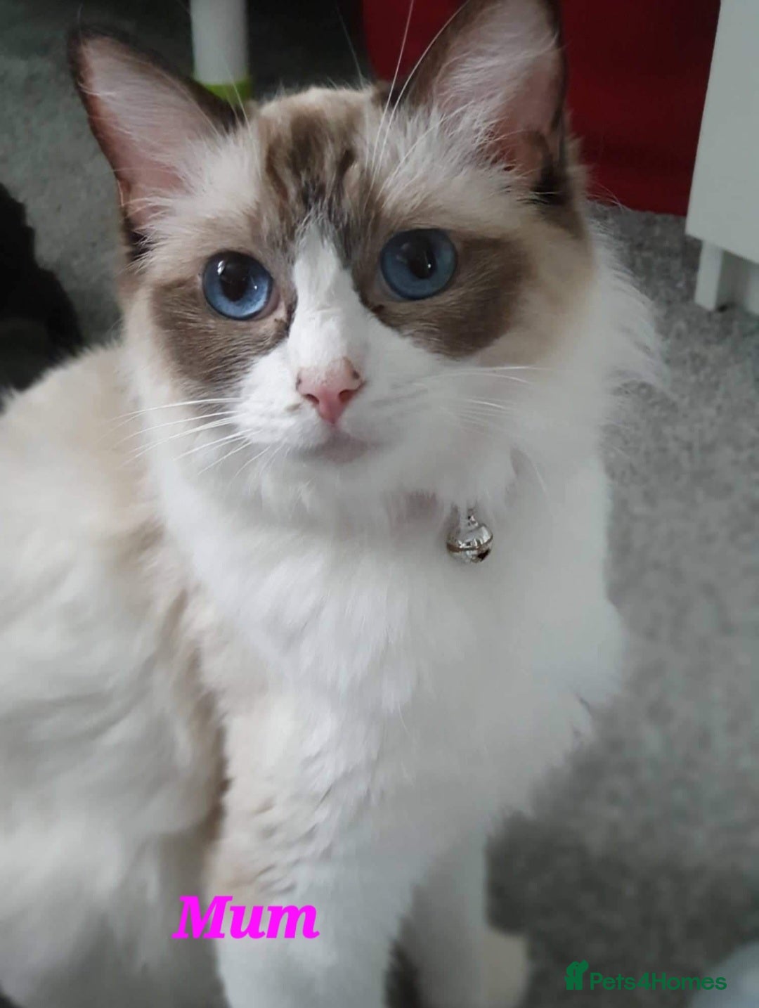 Ragdoll cats for sale: Beautiful kittens  - Image 13