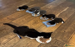 Mixed Breed cats for sale: Mixed breed Kittens - Image 3