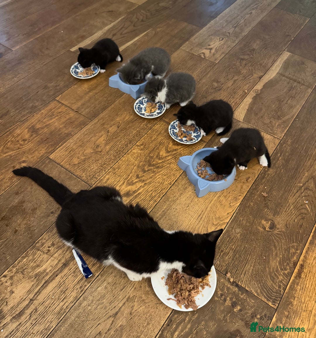 Mixed Breed cats for sale: Mixed breed Kittens - Image 3