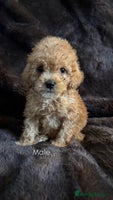 Cavapoo dogs - Advert 5