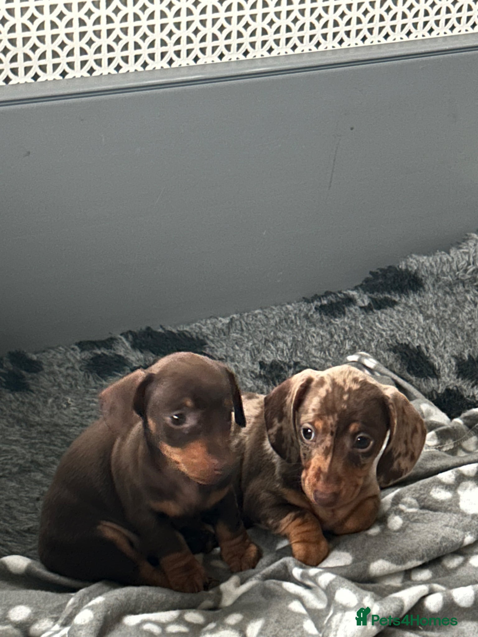 Miniature Dachshund dogs Two stunning kc reg mini girls  - Advert 4