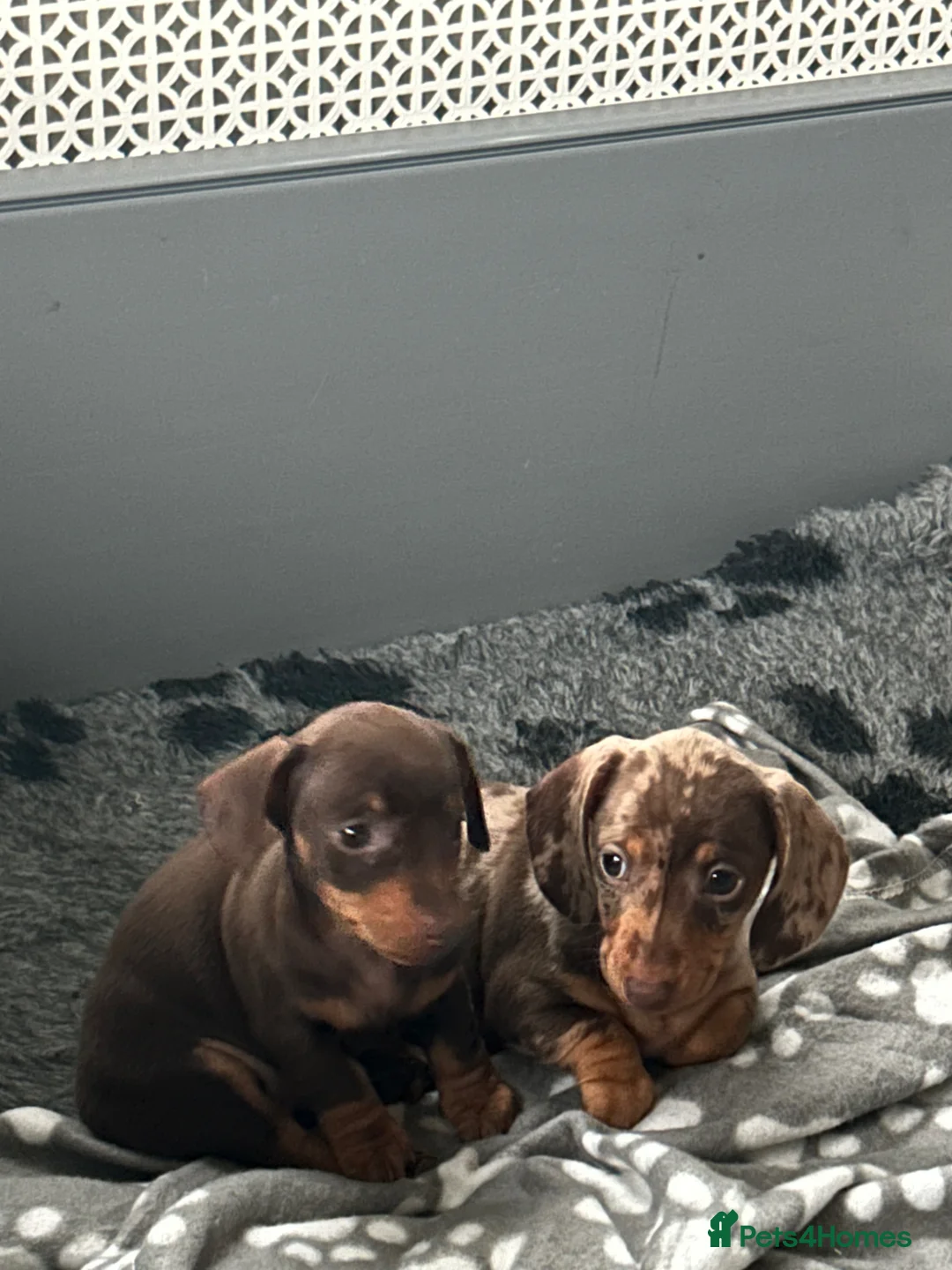 Miniature Dachshund dogs for sale: Two stunning kc reg mini girls  - Advert 1