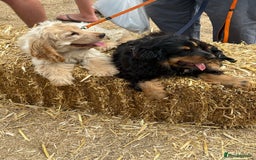 Cocker Spaniel dogs for sale: Show type cocker  - Image 2