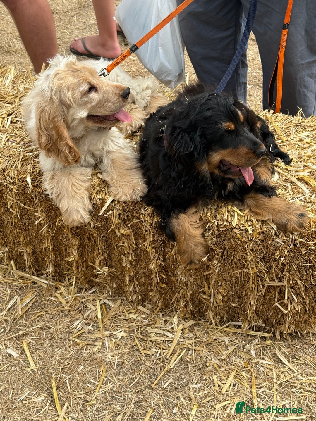 Cocker Spaniel dogs for sale: Show type cocker  - Image 2