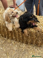 Cocker Spaniel dogs - Advert 5
