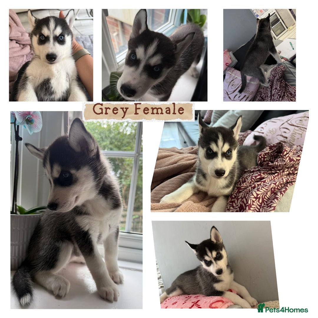 Siberian Husky dogs for sale: Strong Chunky Siberian Husky puppy’s  - Image 6