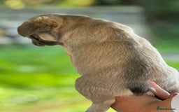 French Bulldog dogs for sale: Fluffy frenchie pups  - Image 19