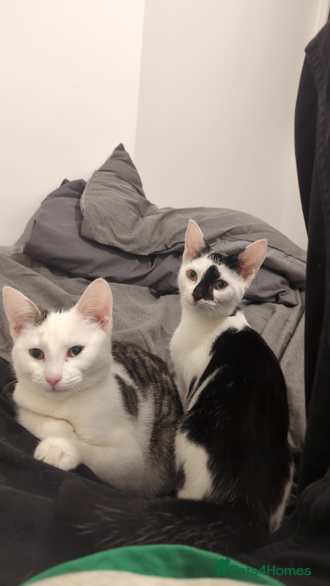 British Shorthair cats for sale: Black and white Magpie - Advert 5