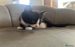 Domestic Shorthair cats for sale: Kittens - Image 3
