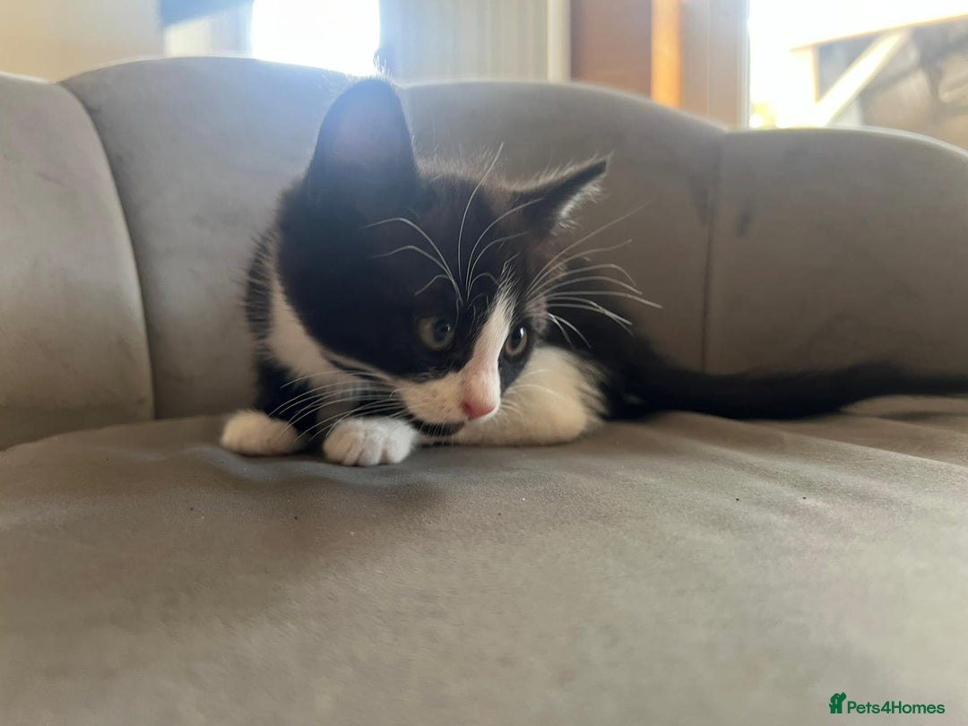 Domestic Shorthair cats for sale: Kittens - Image 3