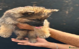 Mixed Breed dogs for sale: Long Coat German Shepherd Puppies for Sale - Image 8