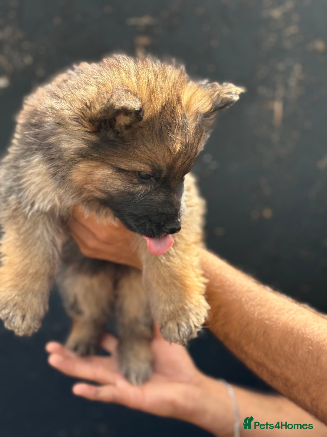 Mixed Breed dogs for sale: Long Coat German Shepherd Puppies for Sale - Image 8
