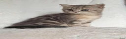 British Shorthair cats for sale: GCCF, BSH kittens from health tested parents  - Advert 36
