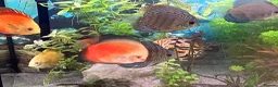 Discus fish for sale: Discus for sale  in Bow Street - Advert 5