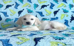 Golden Retriever dogs for sale: Beautiful golden retriever puppies for sale  - Image 13