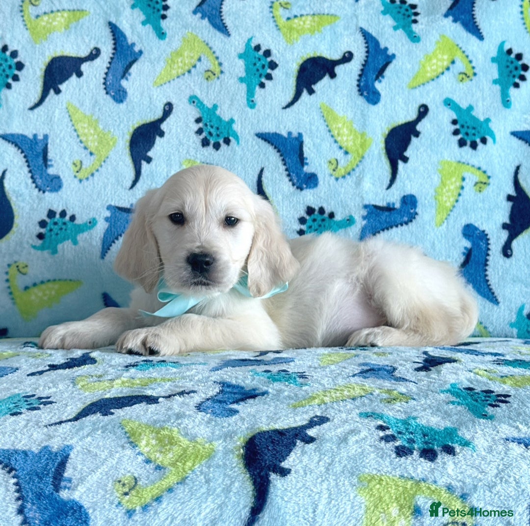 Golden Retriever dogs for sale: Beautiful golden retriever puppies for sale  - Image 13