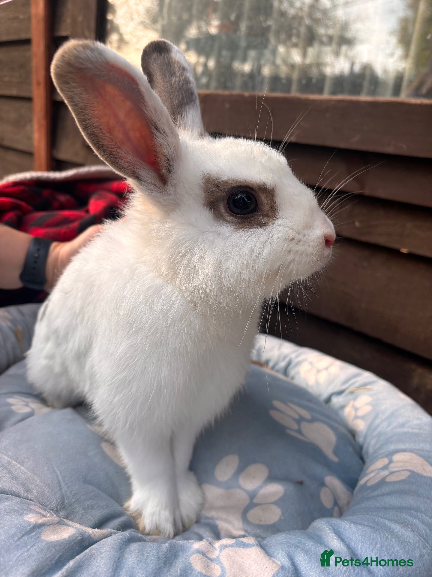 Mixed Breed rabbits Buck for sale  - Advert 1