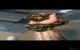 Boa Snake reptiles for sale: Absolutely gorgeous boa - Paradigm Jungle  - Image 7