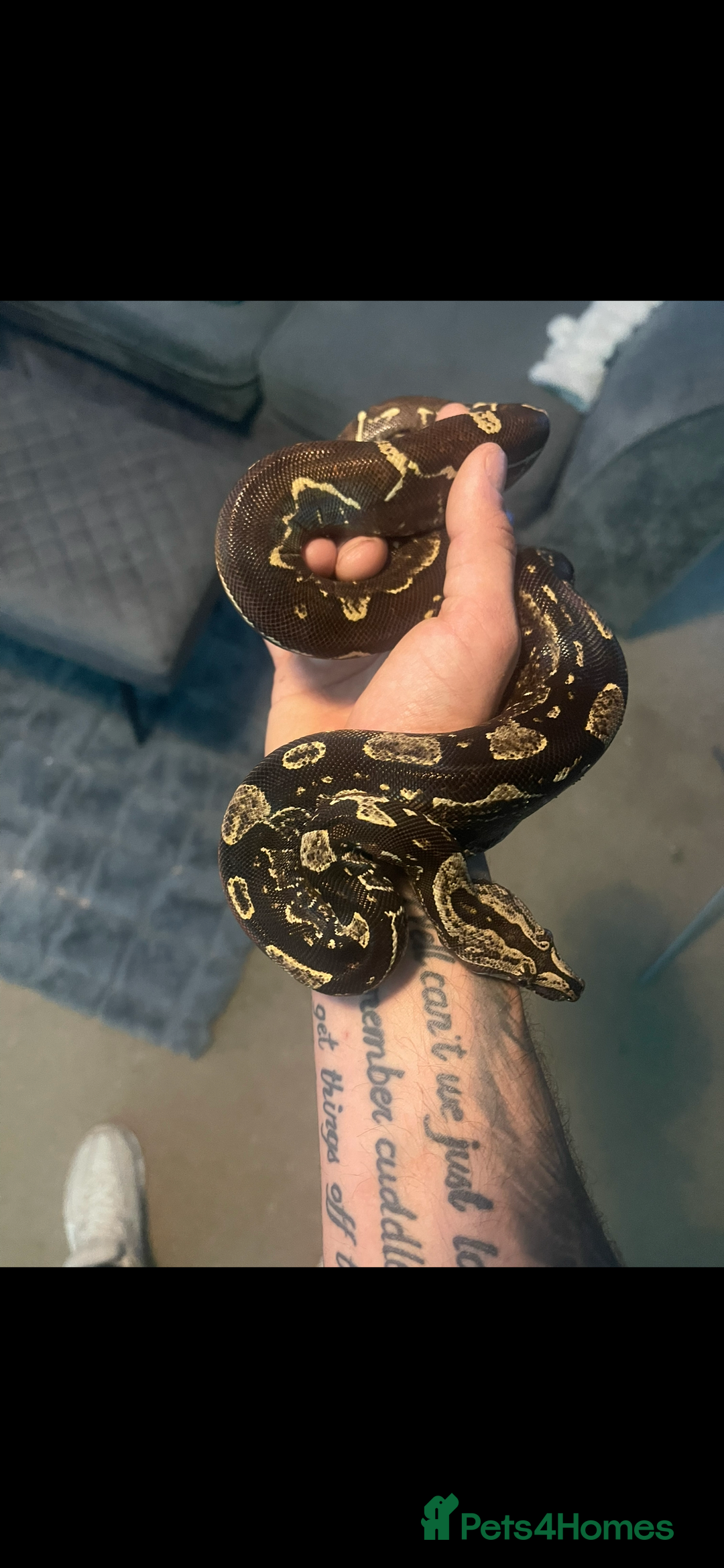 Boa Snake reptiles for sale: Absolutely gorgeous boa - Paradigm Jungle  - Image 7