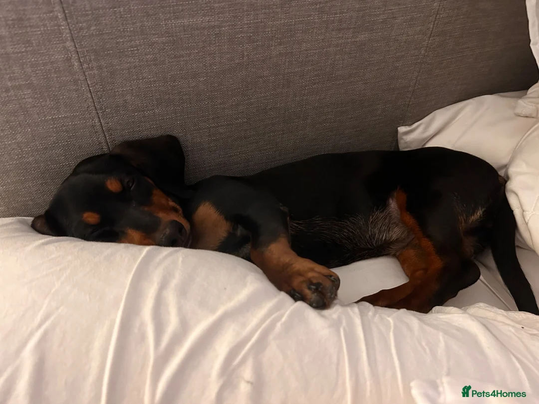 Dachshund dogs for sale: Dachsund bitch 10 Months old in Bath - Advert 12