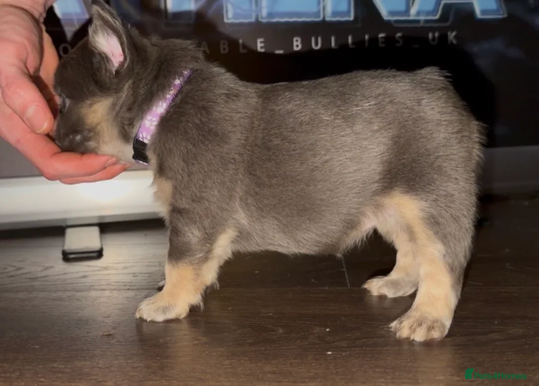 French Bulldog dogs for sale: Top quality fluffy Frenchbulldogs - Advert 22