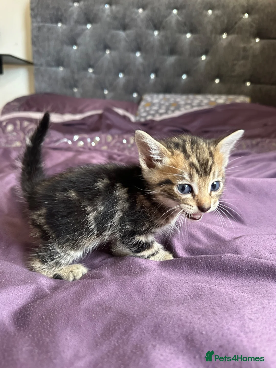 British Shorthair cats for sale: British short hair, male - Advert 2