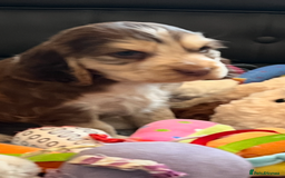 Cocker Spaniel dogs for sale: True show cocker spaniel pups  - Image 16