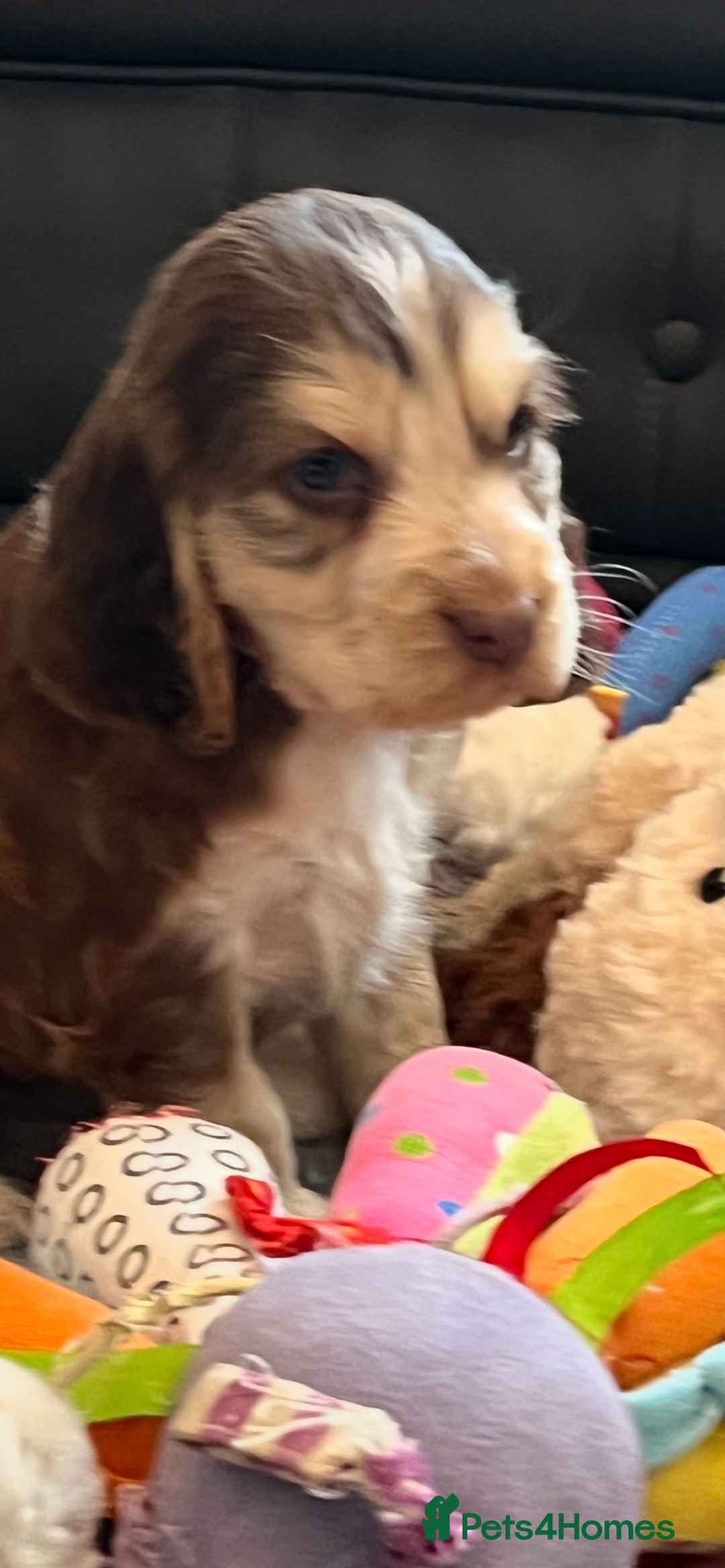 Cocker Spaniel dogs for sale: True show cocker spaniel pups  - Image 16