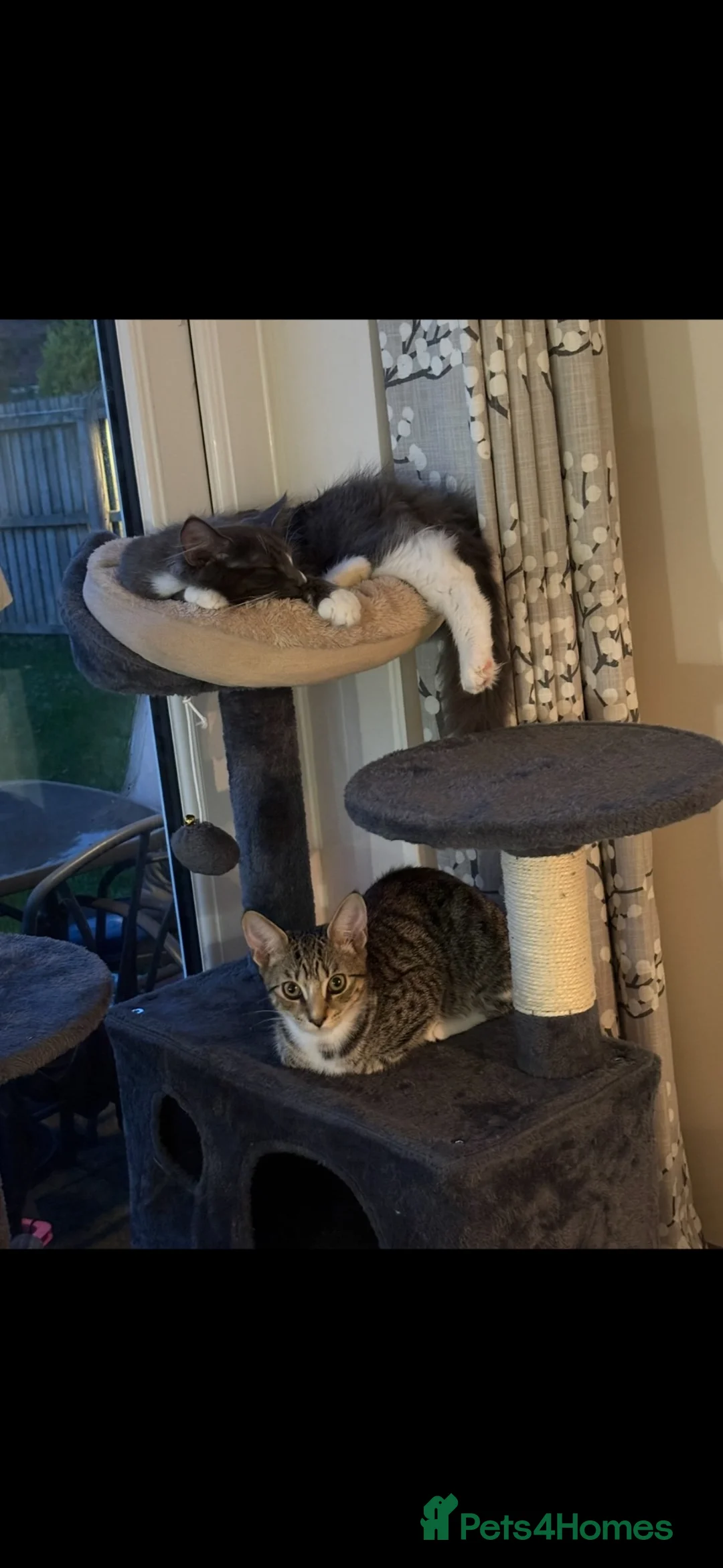 Mixed Breed cats for sale: 4 cats looking to be re homed  - Advert 6