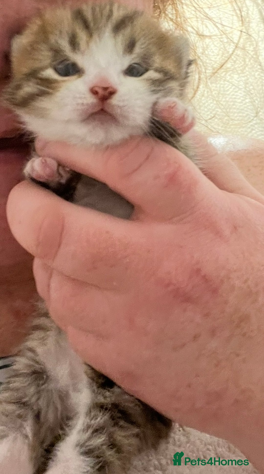 Mixed Breed cats for sale: Beautiful Half Bengal Boy Looking For His New home - Advert 14