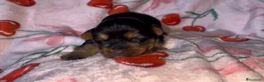 Yorkshire Terrier Puppy 3