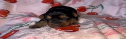 Yorkshire Terrier dogs for sale: Beautiful Standard Size Yorkshire Terrier Puppies - Advert 8