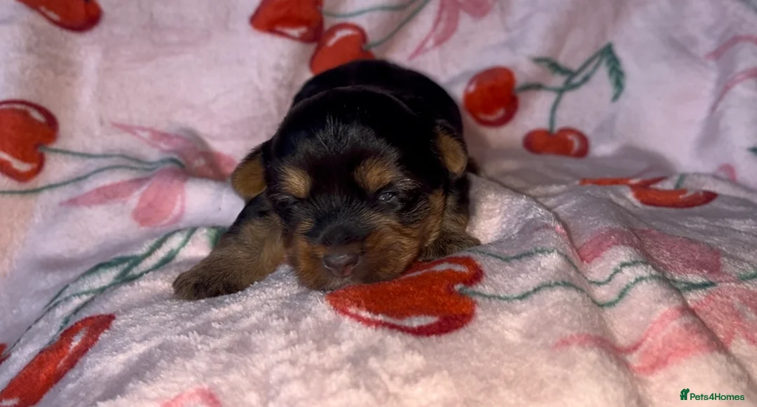 Yorkshire Terrier dogs for sale: Beautiful Standard Size Yorkshire Terrier Puppies - Advert 8