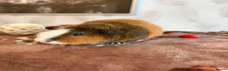 Guinea Pig rodents for sale: Beautiful pure Teddy guinea pigs  - Advert 5